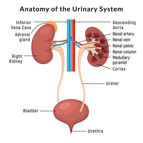 Urinary system anatomy. Incontinence biology infection uti, ureter kidney bladder vector diagram.